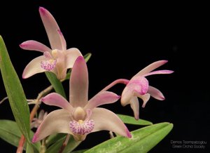 Dendrobium delicatum