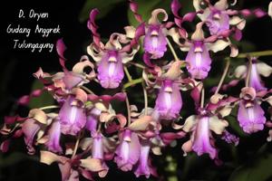 Dendrobium Oryen