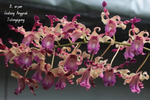 Dendrobium Oryen