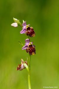 Ophrys vicina nothosubsp. vicina