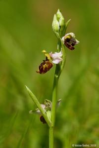 Ophrys vicina nothosubsp. vicina