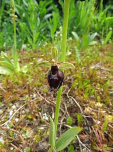 Ophrys apicula