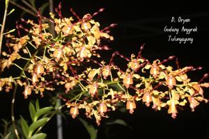 Dendrobium Oryen