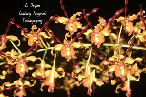 Dendrobium Oryen