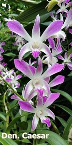 Dendrobium Caesar
