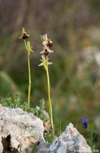 Ophrys arachnitiformis
