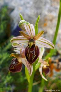 Ophrys arachnitiformis