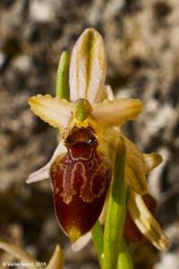 Ophrys arachnitiformis