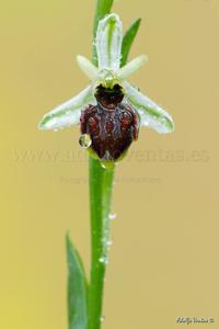 Ophrys arachnitiformis