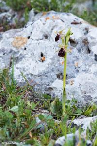 Ophrys flavicans