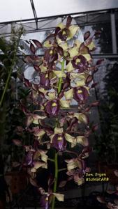 Dendrobium Oryen