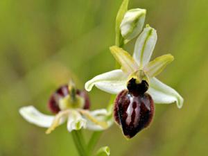 Ophrys arachnitiformis