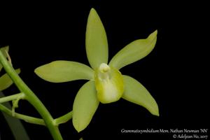 Grammatocymbidium Memoria Nathan Newman