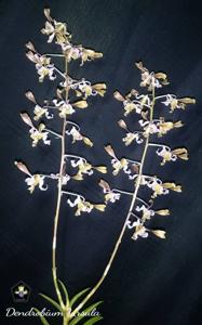 Dendrobium Ursula