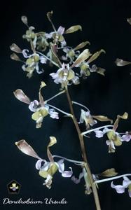 Dendrobium Ursula