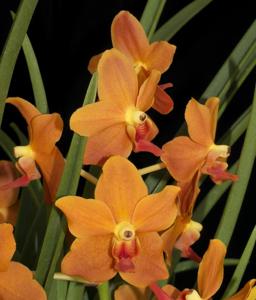 Paravanda Golden Delight