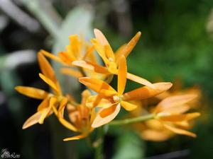 Epicatanthe Butterfly Kisses