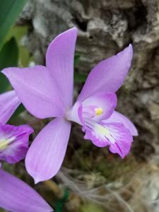 Laelianea erubescens-speciosa