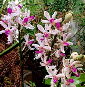 Arachnostylis Jittima