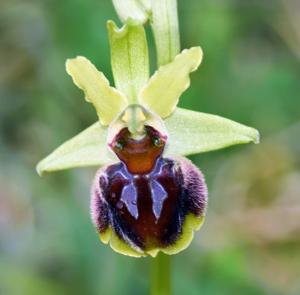 Ophrys arachnitiformis