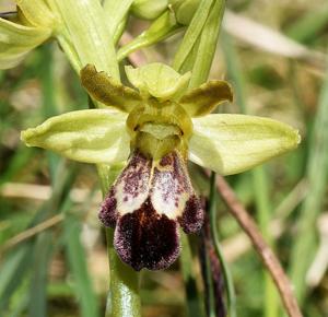 Ophrys brigittae nothosubsp. brigittae