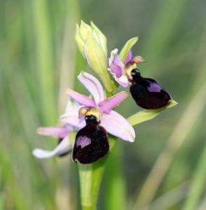 Ophrys flavicans