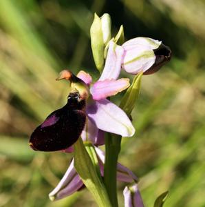 Ophrys flavicans