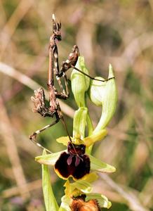 Ophrys arachnitiformis
