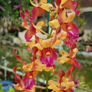 Dendrobium Oryen