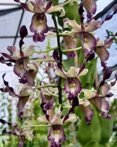 Dendrobium Oryen