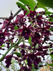 Dendrobium Oryen
