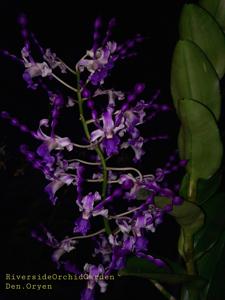 Dendrobium Oryen