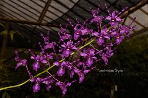Dendrobium Oryen