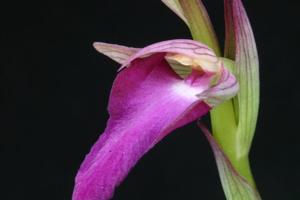 Serapicamptis capitata