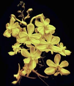 Tapvandachnis Starnoa