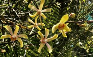 Pararachnis Anna Phung