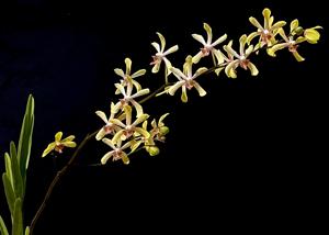 Pararachnis Anna Phung