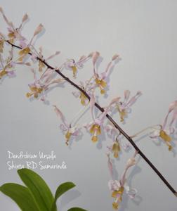 Dendrobium Ursula
