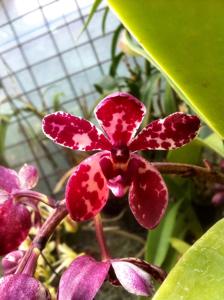 Rhynvandopsis Dixie Delight