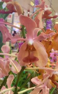 Sealara David Marshall