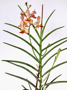 Papilionanda Josephine van Brero