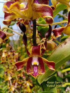 Dendrobium Kwan Sam Hoi