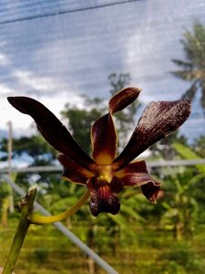 Dendrobium Ly