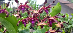 Dendrobium Ly's Pride