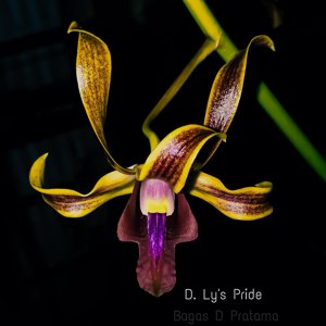 Dendrobium Ly's Pride