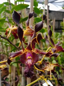 Dendrobium Ly's Pride