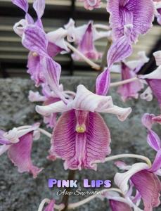 Dendrobium Pink Lips