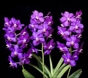 Burkillara Fatimah Alsagoff