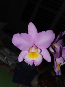 Laeliocattleya Ann Akagi