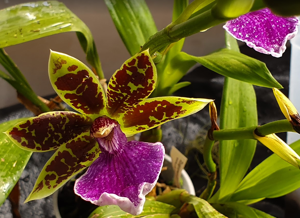 Zygopetalum Everspring